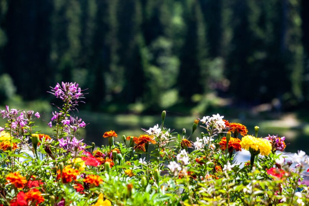 Morzine